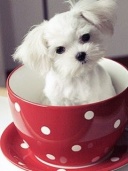 Cup Of Puppy
